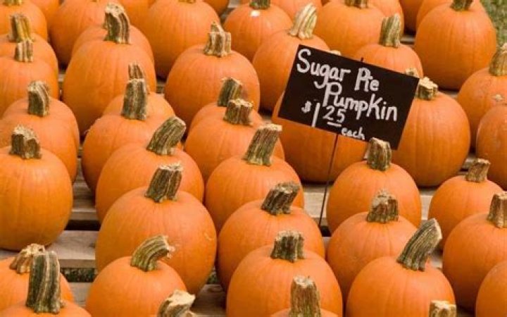 Are sugar pumpkins the same as pie pumpkins?