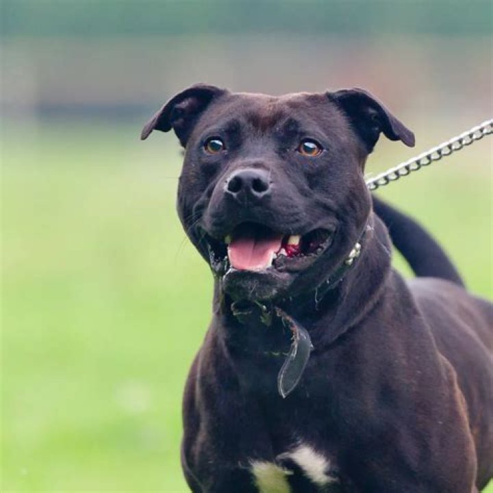 Is it illegal to own a Staffordshire bull terrier?