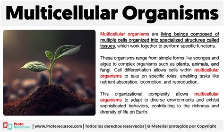 What are the advantages of a large organism being multicellular?