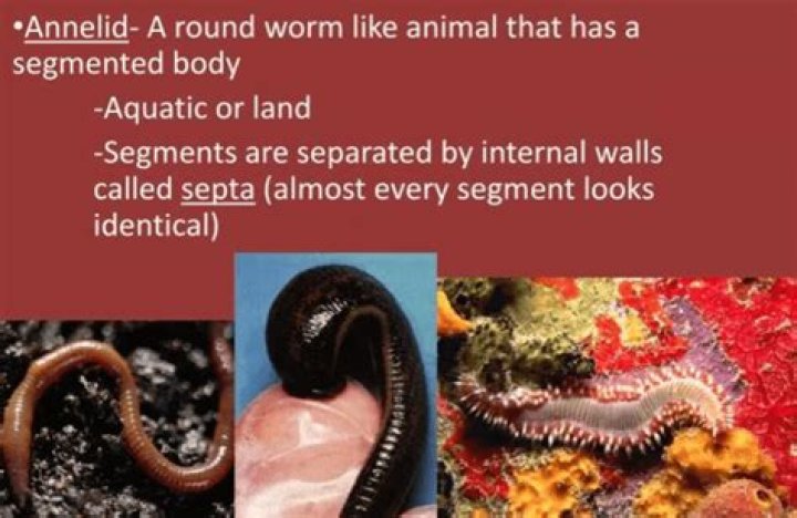 What are two examples of segmented worms?