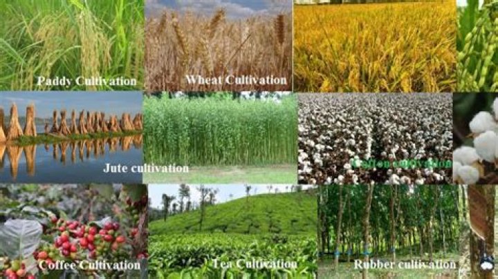 What crops grow in the coastal plains region?