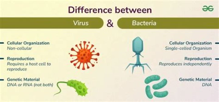 What is the difference between a disease and a virus?