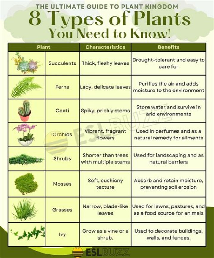What kind of plant is rue?